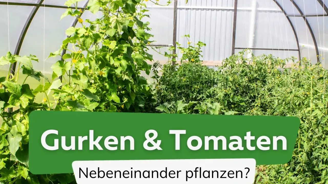 Gurken und Tomaten wachsen üppig nebeneinander in einem Gewächshaus.