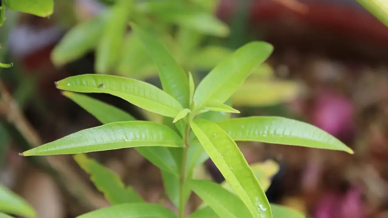 Bouture verveine citronnelle aux feuilles vertes vives, prête à prendre racine et à parfumer le jardin.
