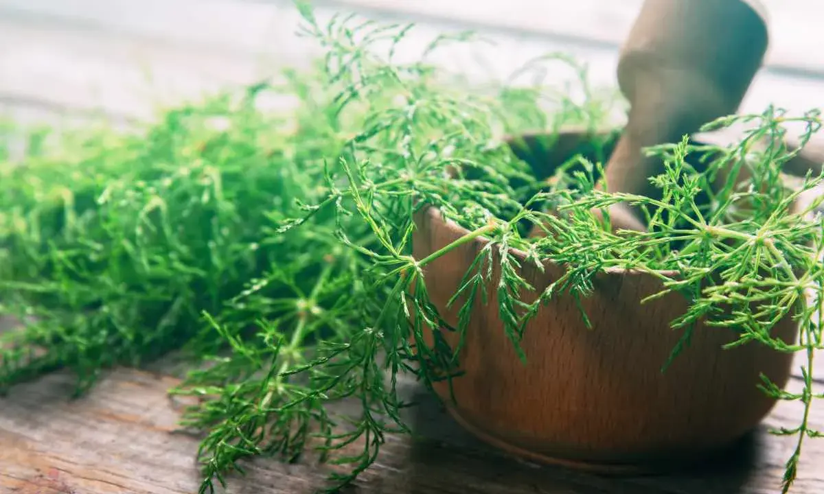Herbes vertes et délicates dans un mortier en bois, prêtes pour une décoction de prêle.