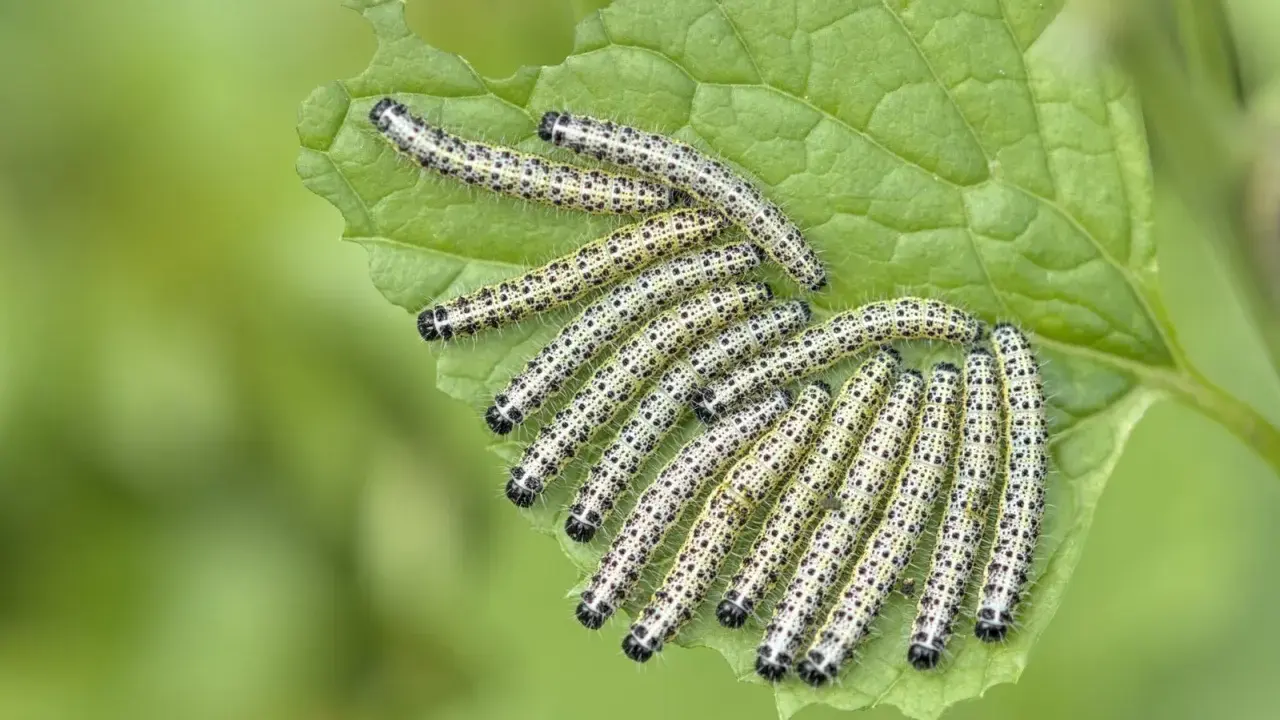 Une colonie de chenilles, futures papillons du chou, dévorent une feuille verte.