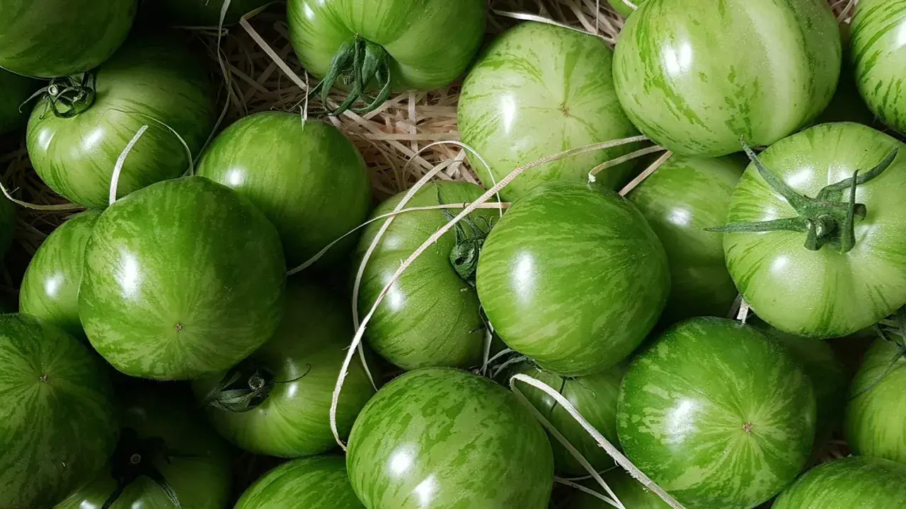 Un panier rempli de tomates green zebra, leurs rayures vertes vibrantes promettent une saveur unique.