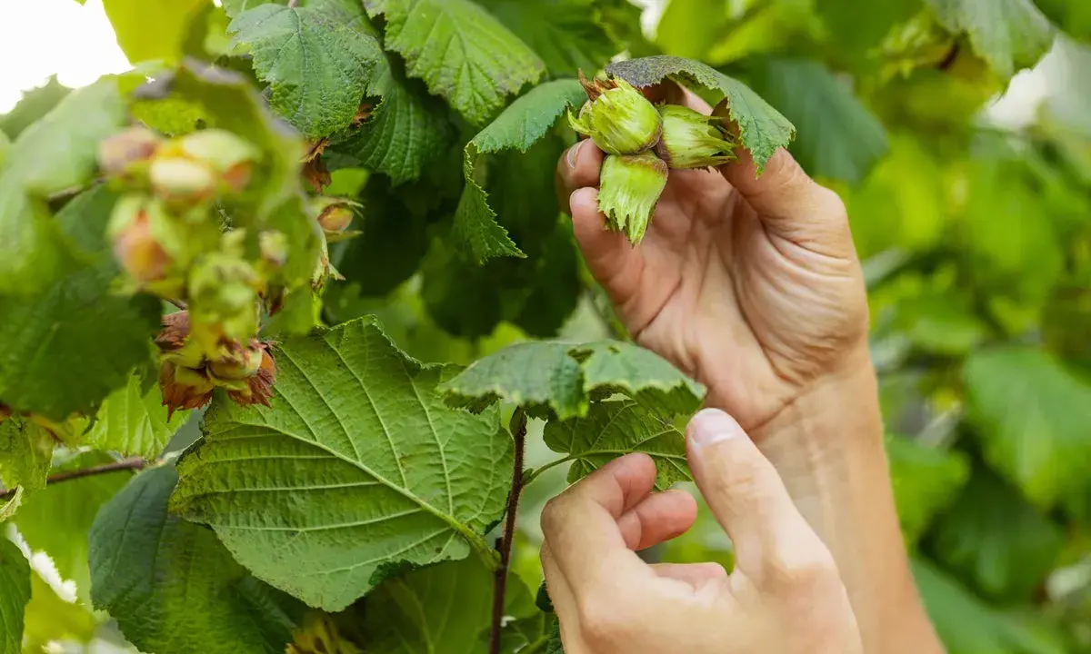 Händer plockar mogna hasselnötter från en buske. Olika sorter av hassel växer frodigt med gröna blad och nötter som börjar mogna.