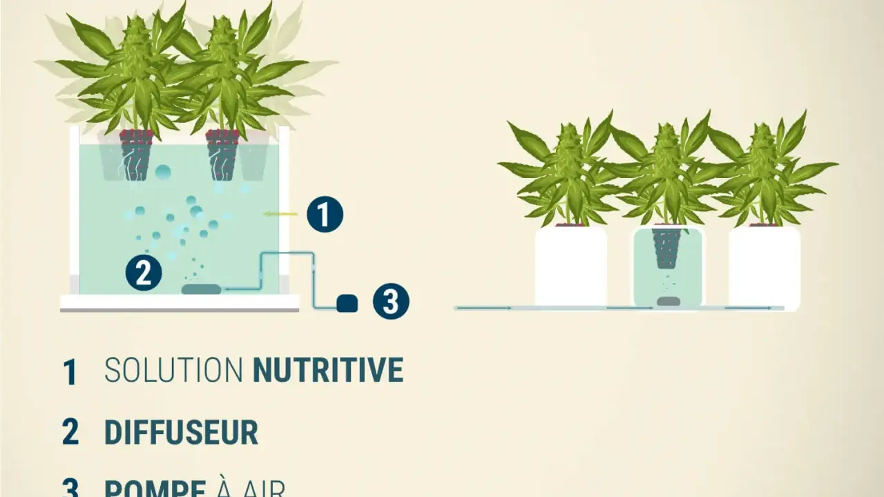 Schéma de culture hydroponique : solution nutritive (1), diffuseur (2) et pompe à air (3) pour des plantes florissantes.