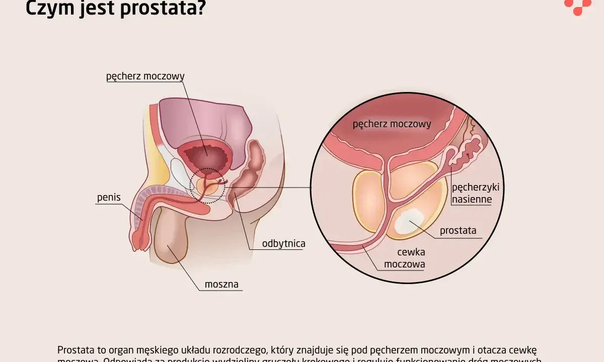 Anatomia układu męskiego: prostata znajduje się pod pęcherzem moczowym, otaczając cewkę moczową.