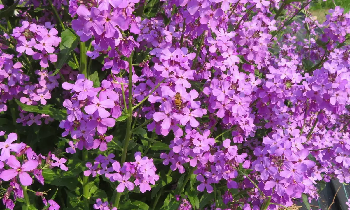 Un essaim d'abeilles butine des fleurs de julienne des dames, leurs pétales violets éclatants formant un tapis printanier.