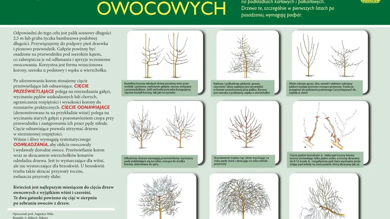 Przycinanie drzew owocowych: Odkryj sekrety obfitych zbiorów!