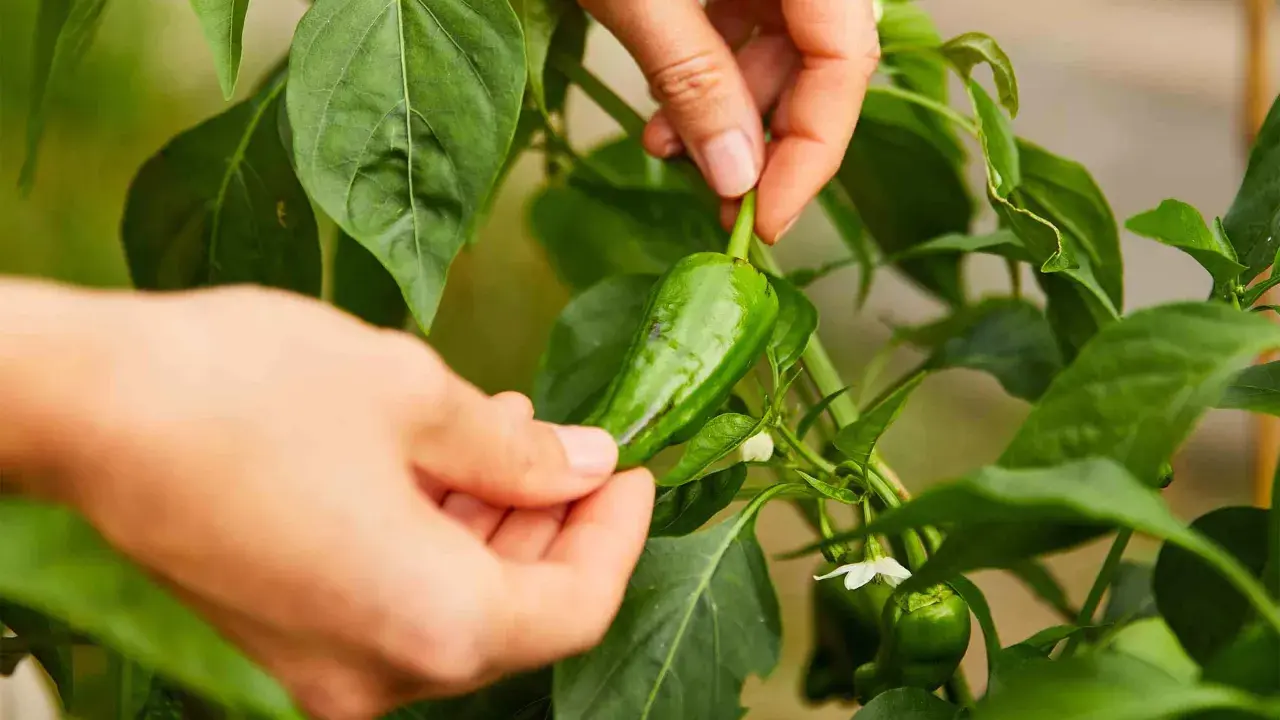 Mains cueillant un piment vert sur la plante. C'est le moment idéal quand ramasser les piments verts pour une saveur fraîche.