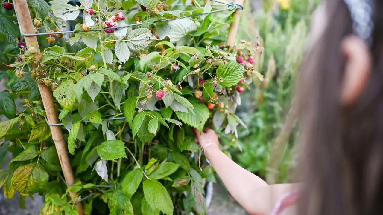 Maintenir les tiges d'un framboisier remontant avec un tuteur pour un palissage optimal. Des framboises mûres et vertes parsèment les branches.