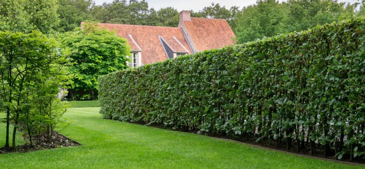 Une haie dense et bien taillée, un type de haie pour clôture, borde une pelouse verte devant une maison au toit de tuiles.