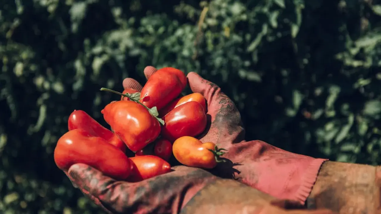 Hände in roten Handschuhen halten frisch geerntete San Marzano Tomaten. Die Ernte ist üppig, was gute Tomate San Marzano Erfahrungen verspricht.
