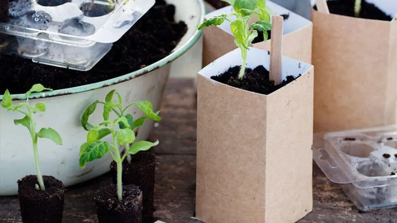 Små tomatplantor redo att planteras om i nya krukor av kraftpapper. En del står i jordblock, andra i sina nya hem.