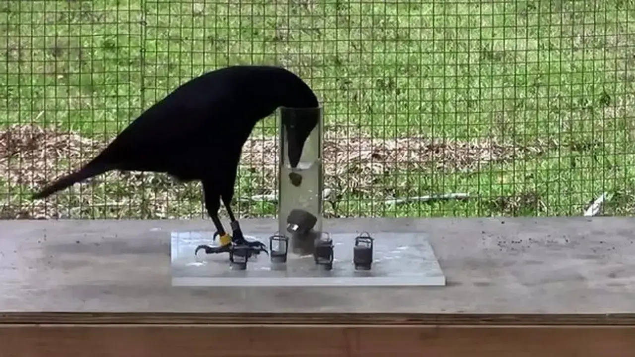 Cuervo negro inteligente resolviendo un rompecabezas para obtener comida, una lección sobre como ahuyentar cuervos.