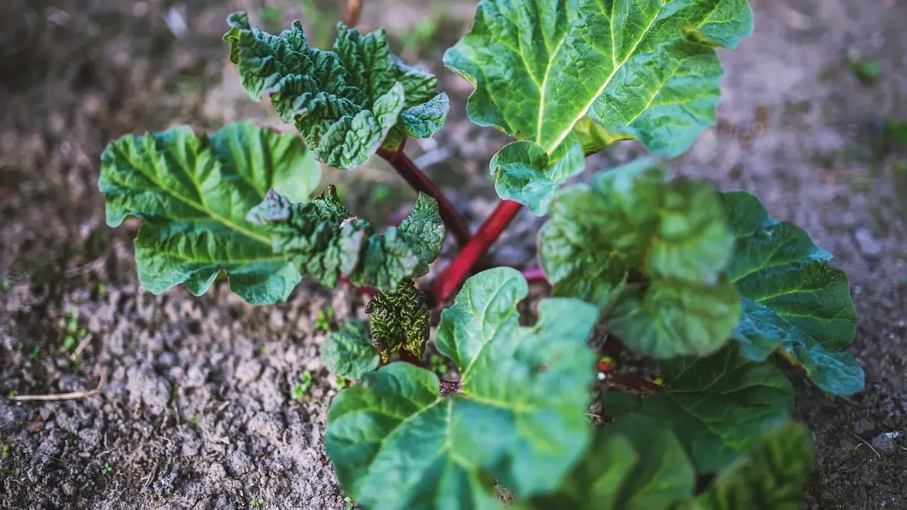 Jeune plant de rhubarbe aux grandes feuilles vertes et aux tiges rouges, prêt à être planté.