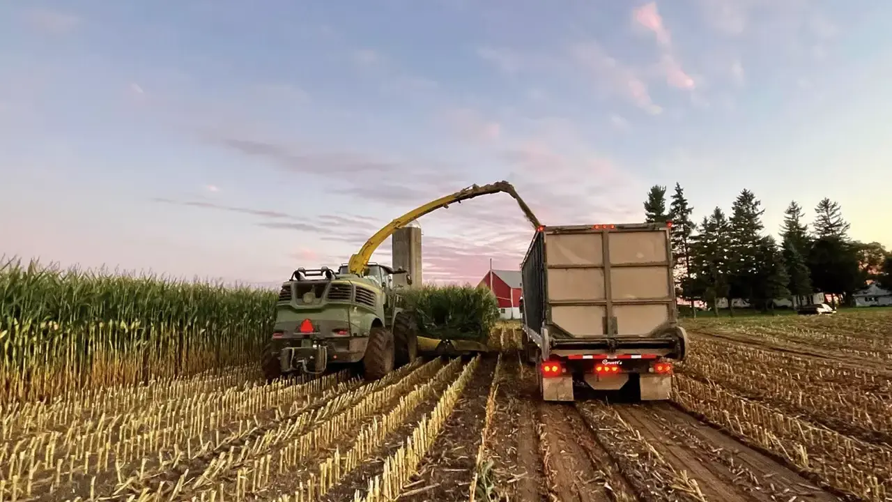 A forage harvester fills a trailer with bmr corn silage at sunset. The field is harvested, leaving stubble.