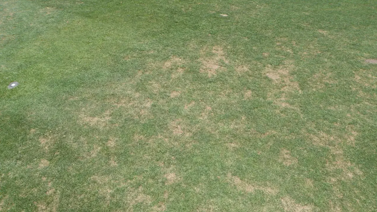 Patches of brown, damaged turfgrass indicate a problem, possibly from black turfgrass ataenius.