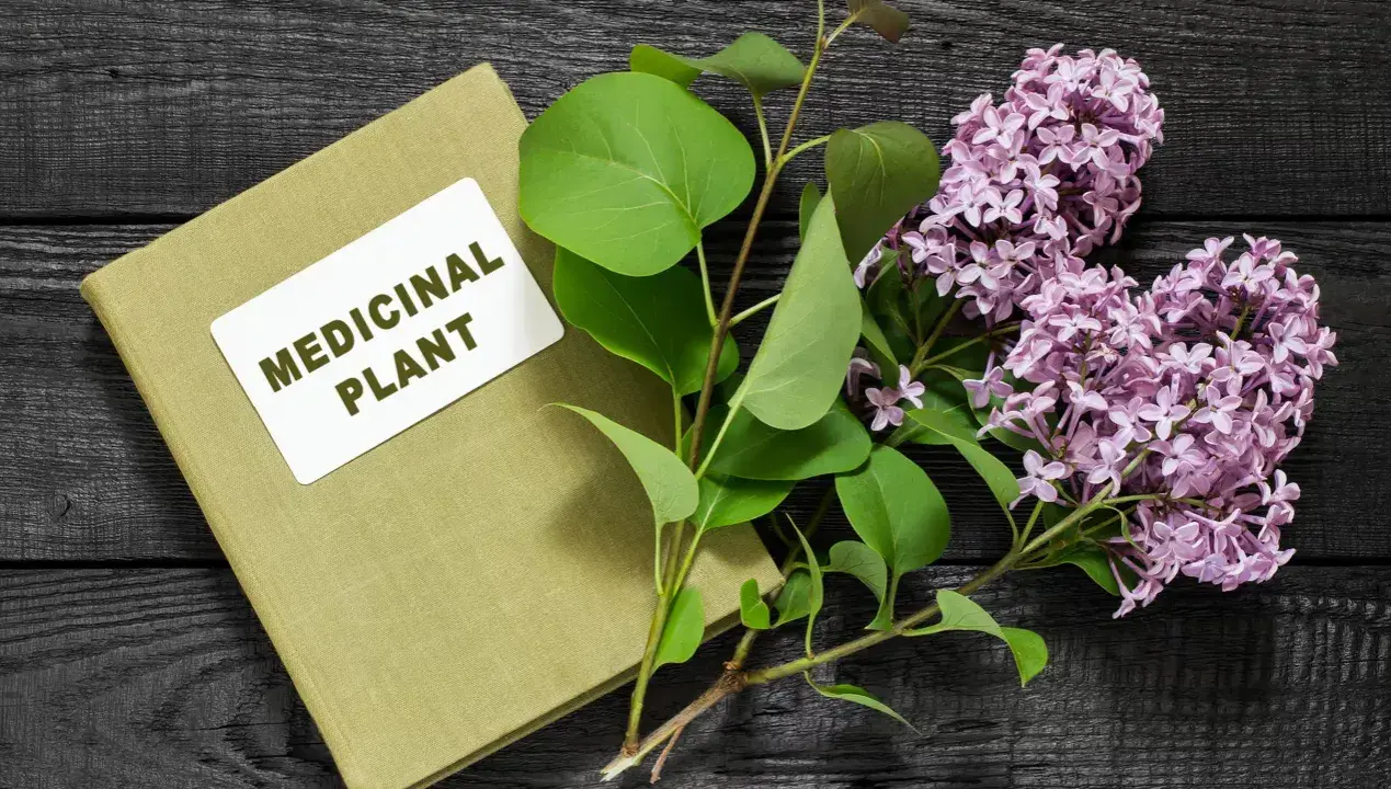 Livre sur les plantes médicinales, avec des feuilles vertes et des fleurs de lilas. Un remède anti inflammatoire naturel à portée de main.