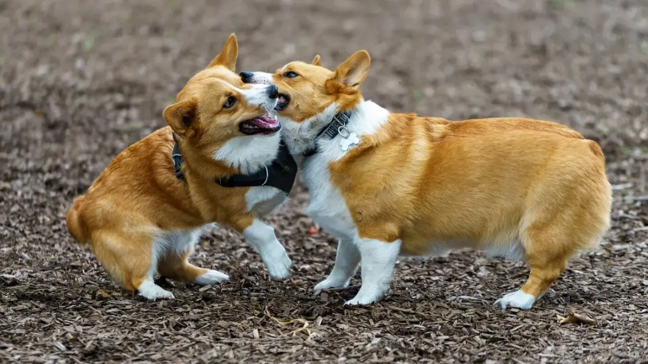 Dwa urocze corgi bawią się na zewnątrz. To świetny przykład, jak wprowadzić szczeniaka do domu z psem, obserwując ich interakcje.
