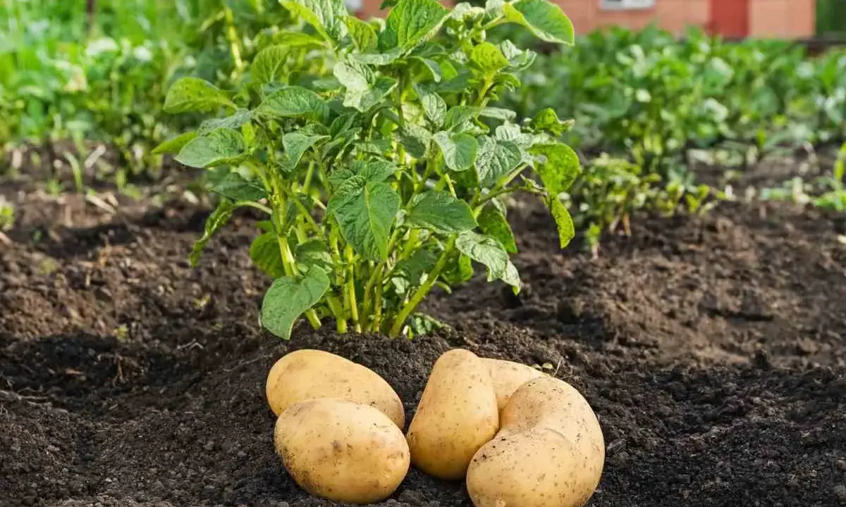 Un plant de pomme de terre vert pousse dans la terre, avec quatre tubercules fraîchement récoltés à ses pieds. La culture de la pomme de terre est une tradition ancestrale.