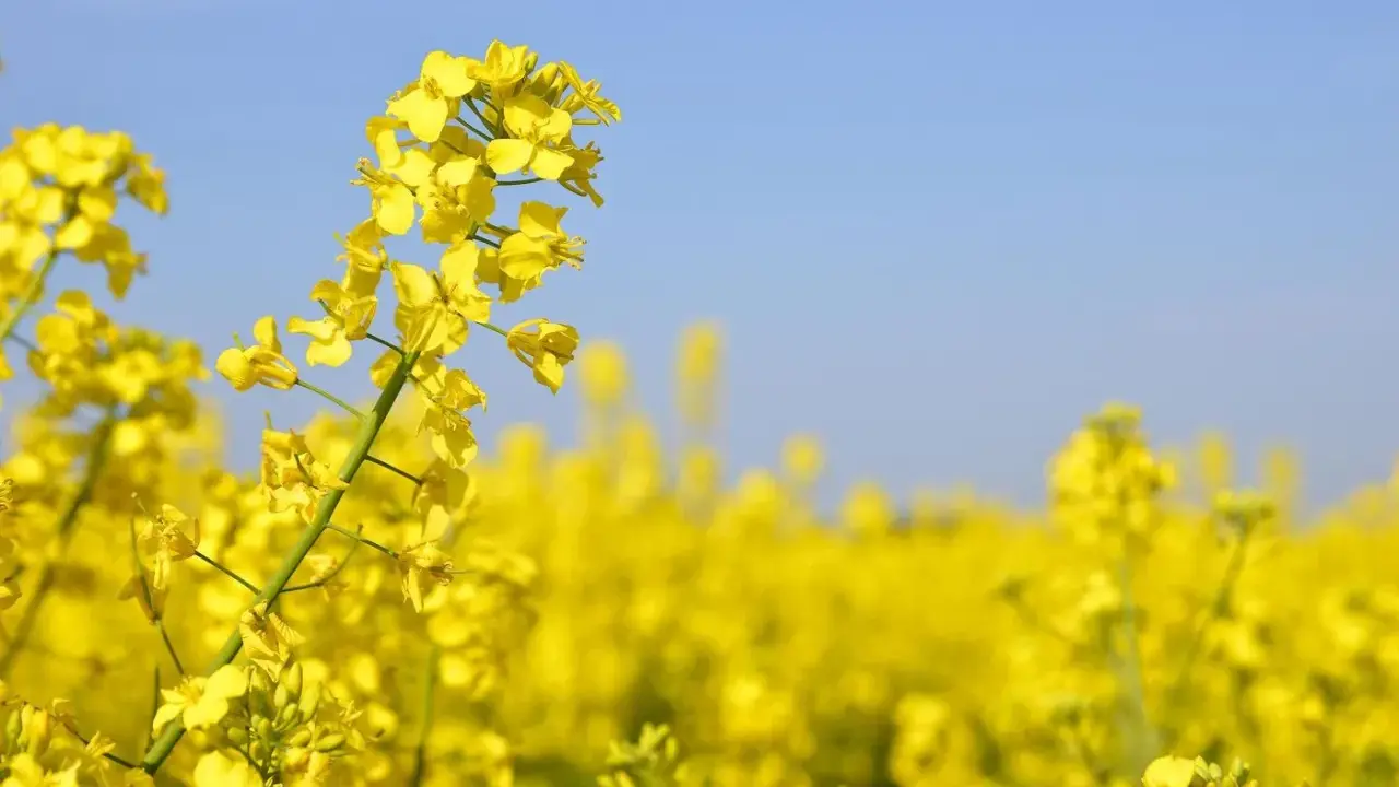 Champ de fleurs de colza (Brassica napus var. napus) sous un ciel bleu clair.