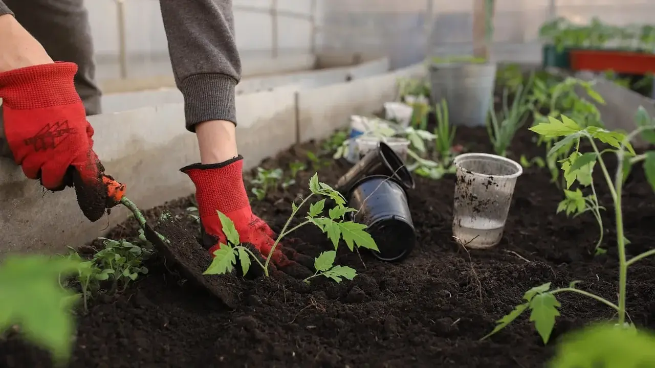 Plantation de jeunes plants dans une serre enterrée. Des mains gantées utilisent une petite pelle pour planter des tomates dans la terre riche.
