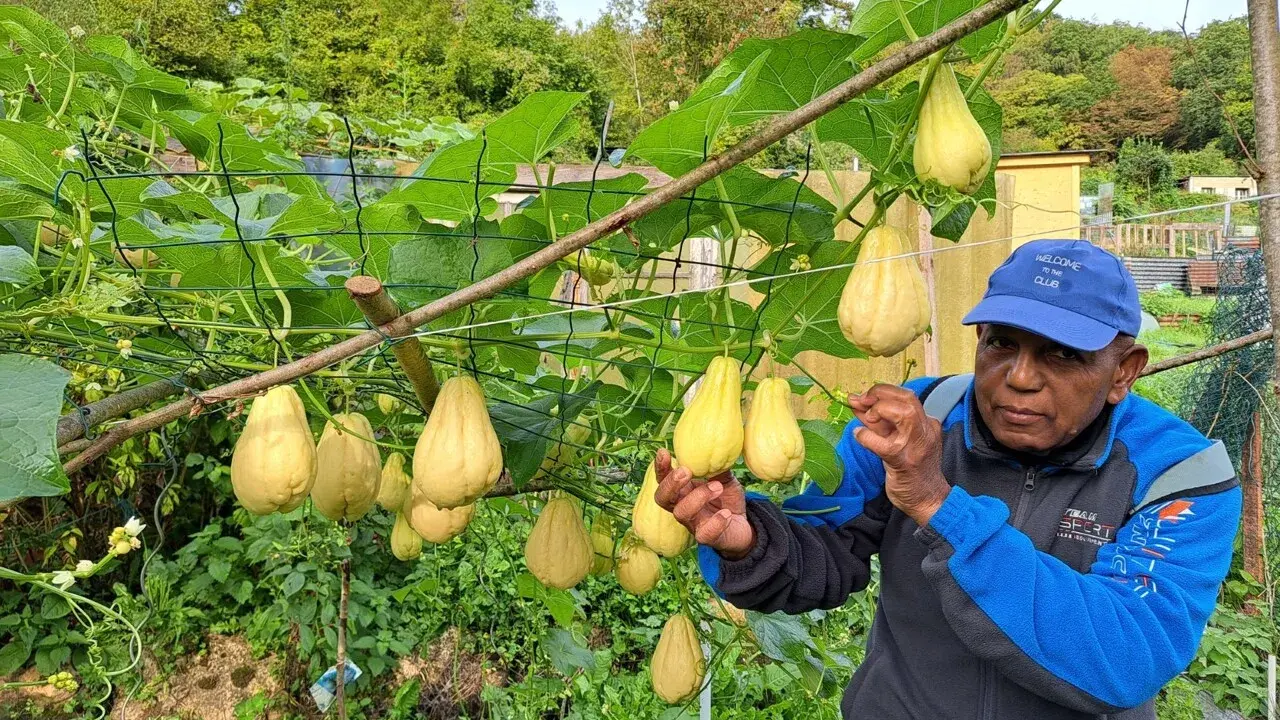 Un homme fier montre sa récolte de chouchou légume, des fruits jaunes suspendus à une treille luxuriante.