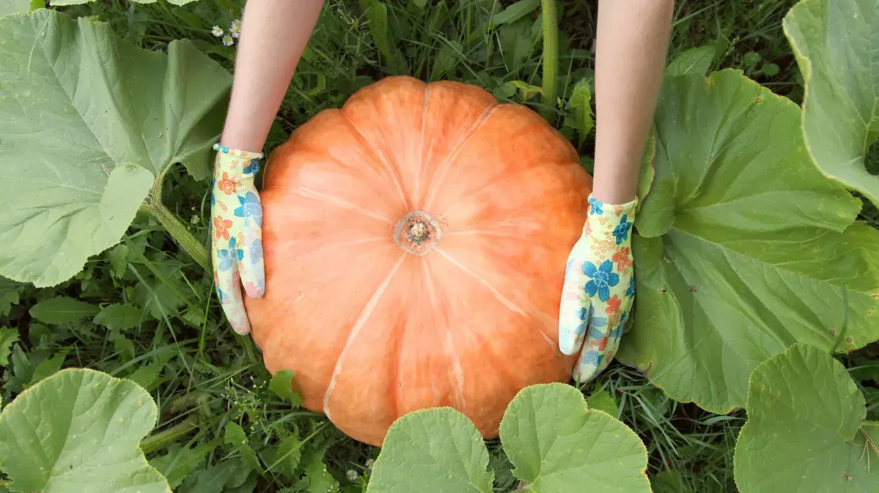 Hands in floral gloves cradle a giant orange pumpkin, a testament to successful pumpkin patch cultivation.