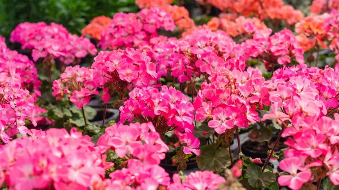 Mnóstwo różowych odmian pelargonii tworzy barwny dywan. W tle widać pomarańczowe kwiaty.