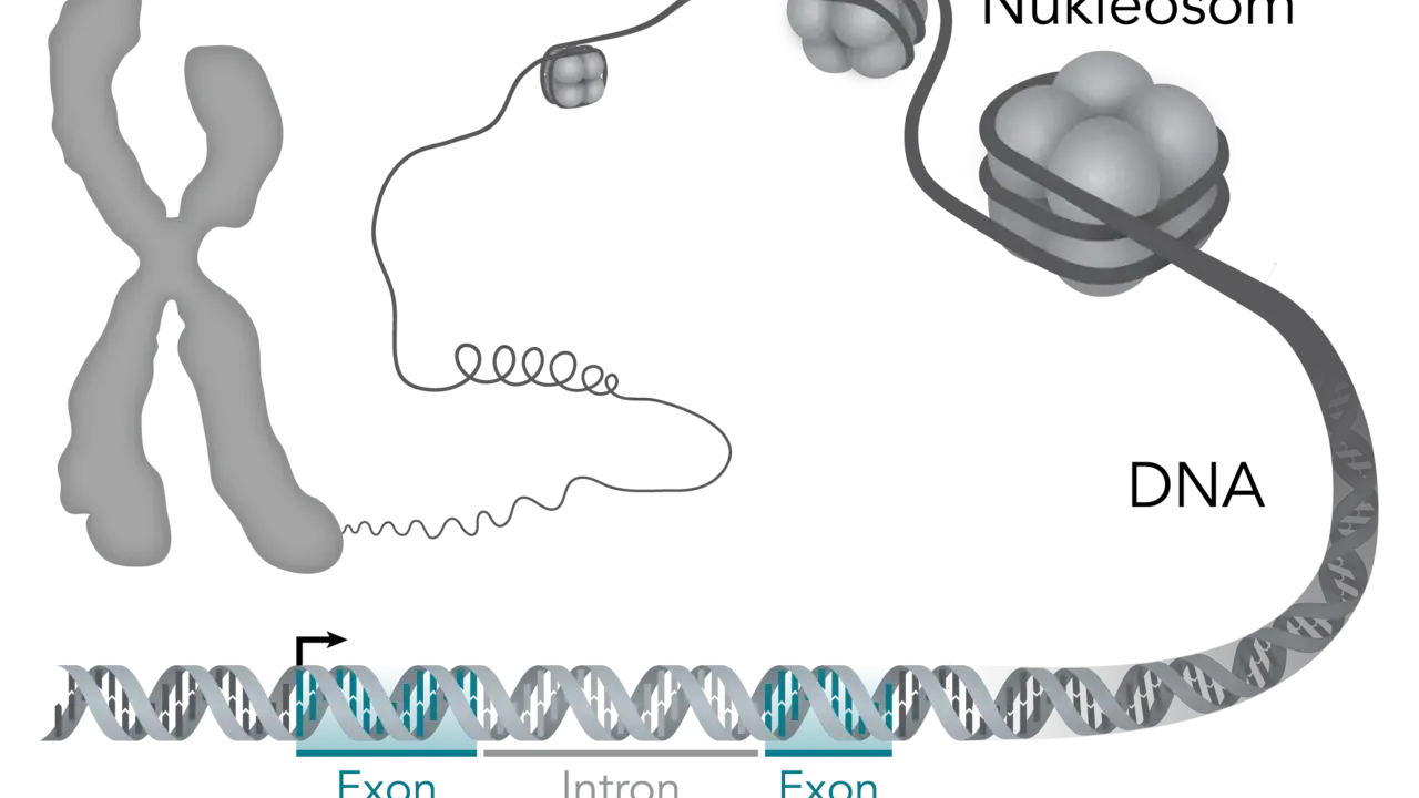 Der gen aufbau zeigt, wie DNA zu Nukleosomen und Chromosomen verpackt wird. Ein Gen besteht aus Exons und Introns.