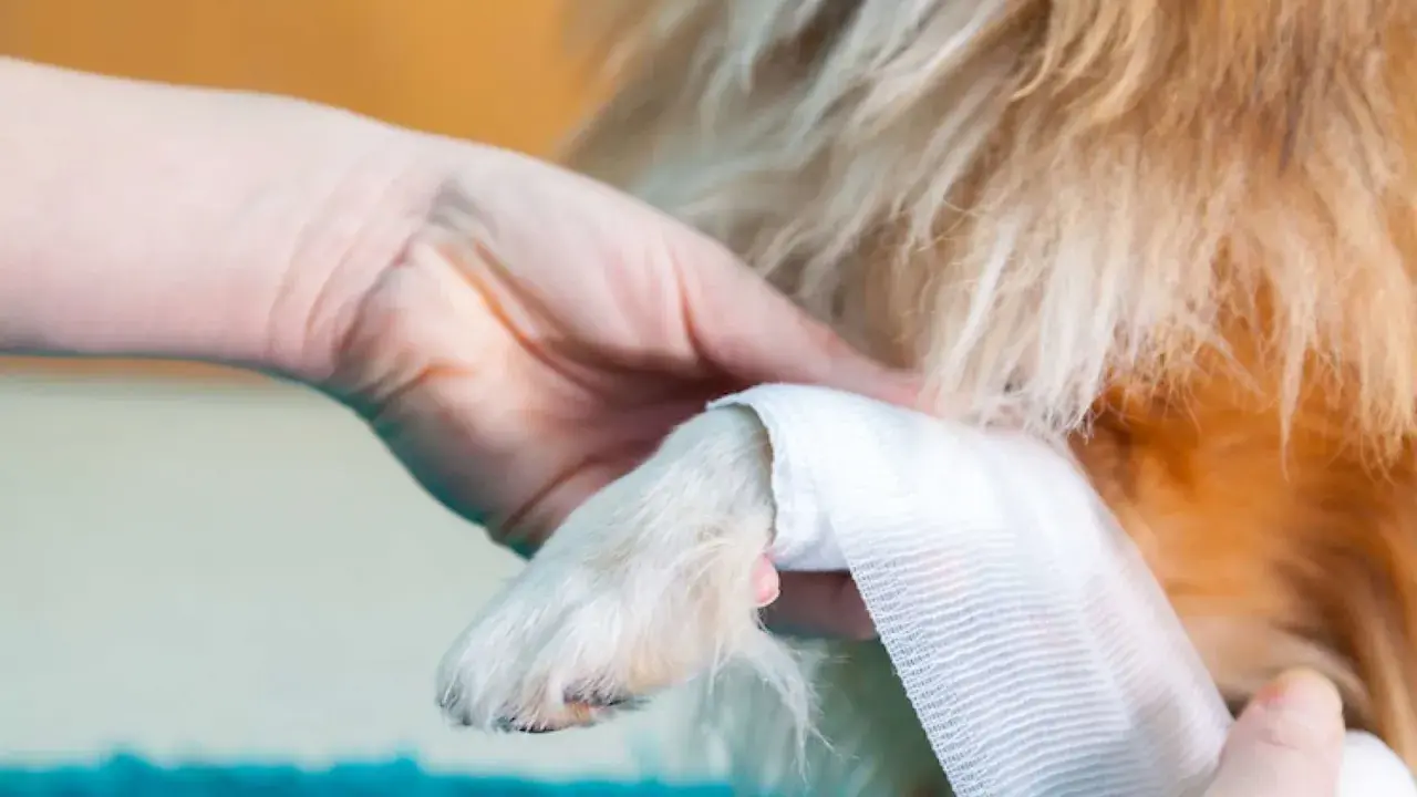 Main d'une personne bandant la patte d'un chien, peut-être une entorse patte chien.
