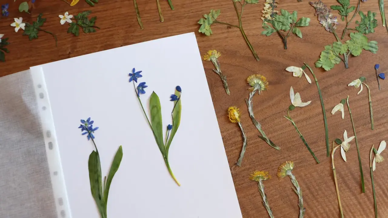 Getrocknete Blumen, bereit für ein Herbarium. Blaue Scilla und gelbe Blüten auf Holz.