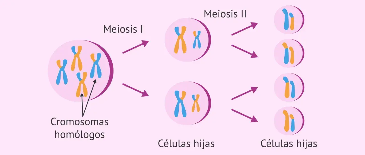 Ilustración de la meiosis, mostrando la división de cromosomas homólogos y la formación de células hijas. El cromosoma masculino se representa con un par de cromosomas X e Y.