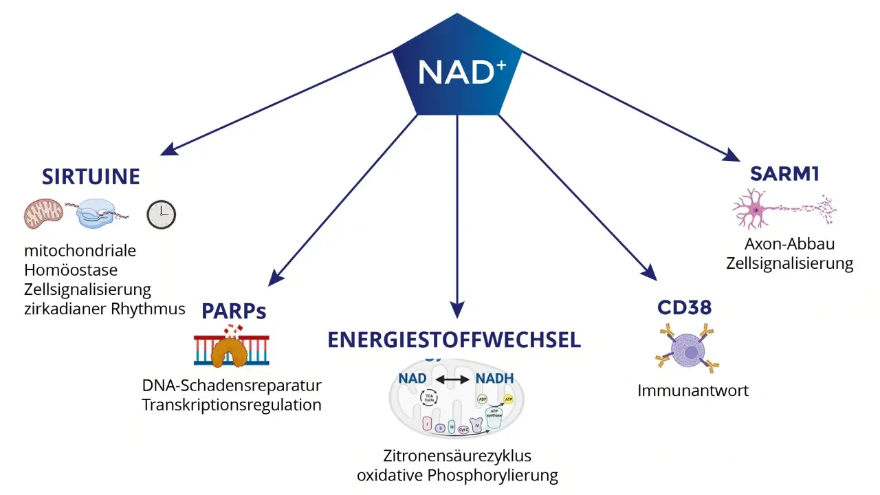 NAD+ ist zentral für den Energiestoffwechsel, DNA-Reparatur, Immunantwort und Zellfunktionen. NADH ist hierbei ein wichtiger Co-Faktor.