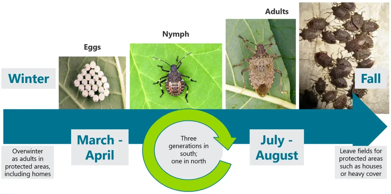 The life cycle of a stink bug: eggs, nymphs, and adults. Overwintering adults emerge in spring, reproduce, and then seek shelter in fall.