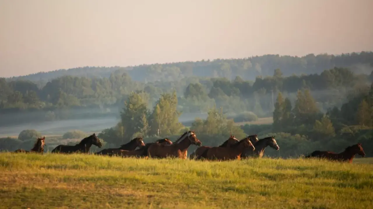 Stadnina Koni Nad Wigrami: Noclegi, Konie, Spokój. Odkryj!