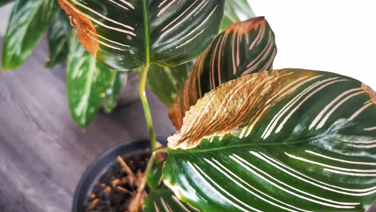 Braune Blattspitzen bei Calathea: Tipps zur Calathea Pflege, um trockene Ränder zu vermeiden.