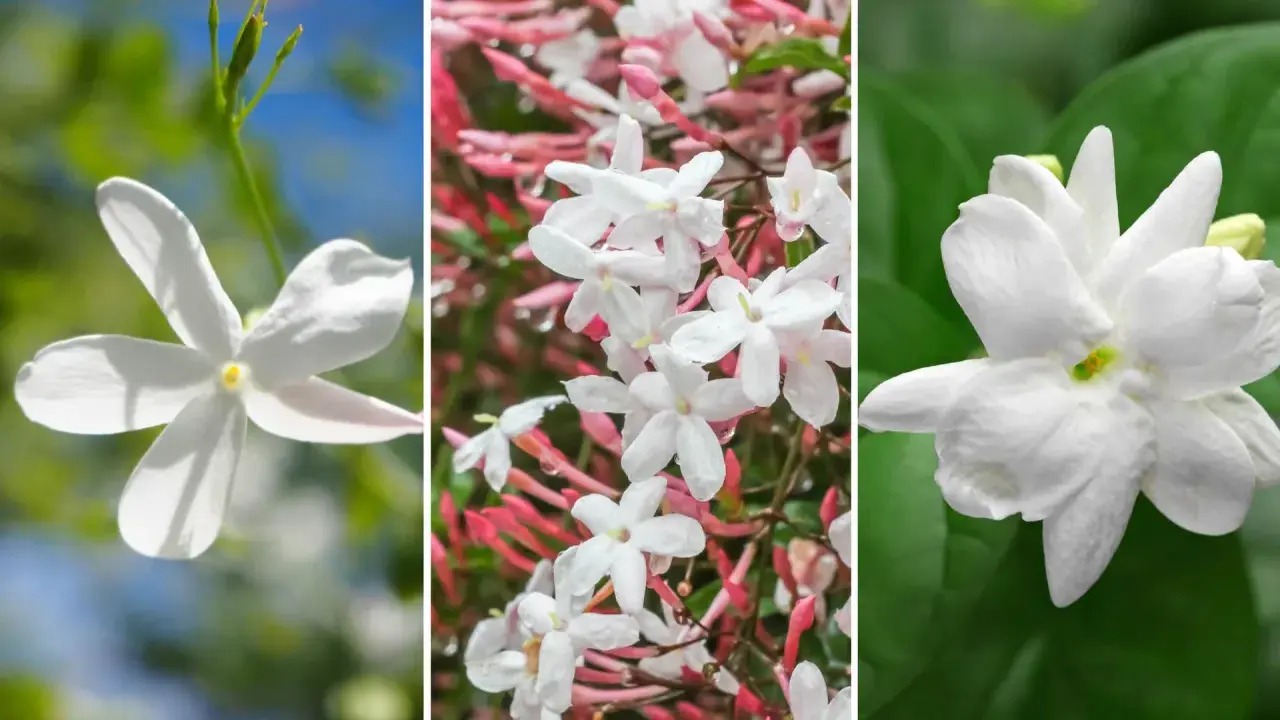 Triptyk med vita jasminblommor. Den vänstra bilden visar en ensam blomma mot en blå himmel. Mittenbilden visar en klase av blommor med rosa knoppar och vattendroppar. Den högra bilden visar en enda, fylligare blomma. Doft jasmin sprider sin ljuvliga doft.