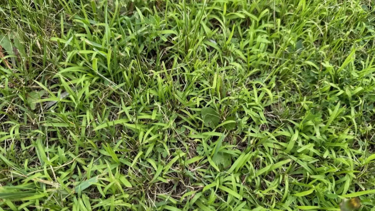 A close-up view of a lawn showing the different stages of crabgrass growth, from young shoots to more established patches.