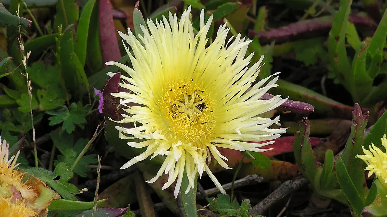 Fleur jaune pâle aux pétales fins et au cœur jaune vif, entourée de feuilles vertes et pourpres.