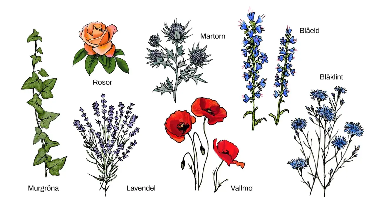 Illustrationer av svenska blommor: murgröna, rosor, martorn, lavendel, vallmo, blåeld och blåklint.
