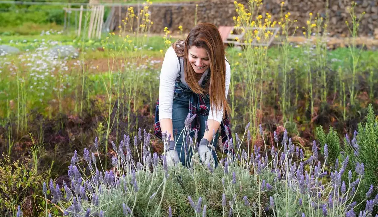 Une femme souriante travaille dans un champ de lavande. Elle semble se demander quelle terre pour la lavande afin d'obtenir la meilleure récolte.