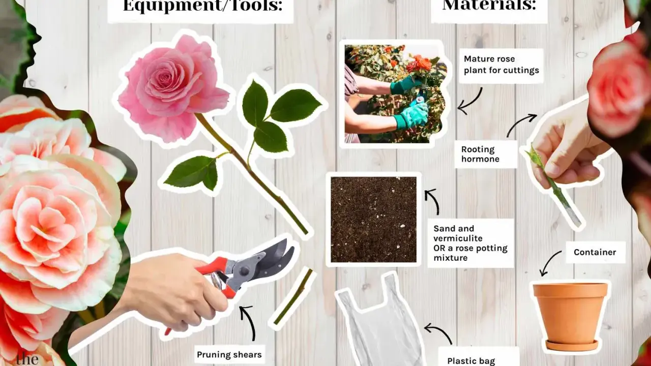 Learn how to propagate roses with this guide showing pruning shears, rooting hormone, soil, a plastic bag, and a pot.