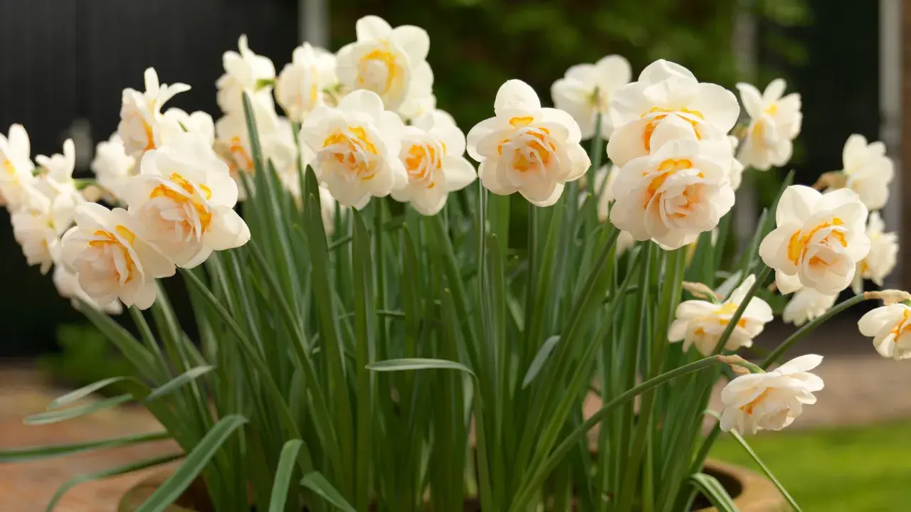 En kruka fylld med fluffiga narcissus pseudonarcissus i nyanser av vitt och gult.