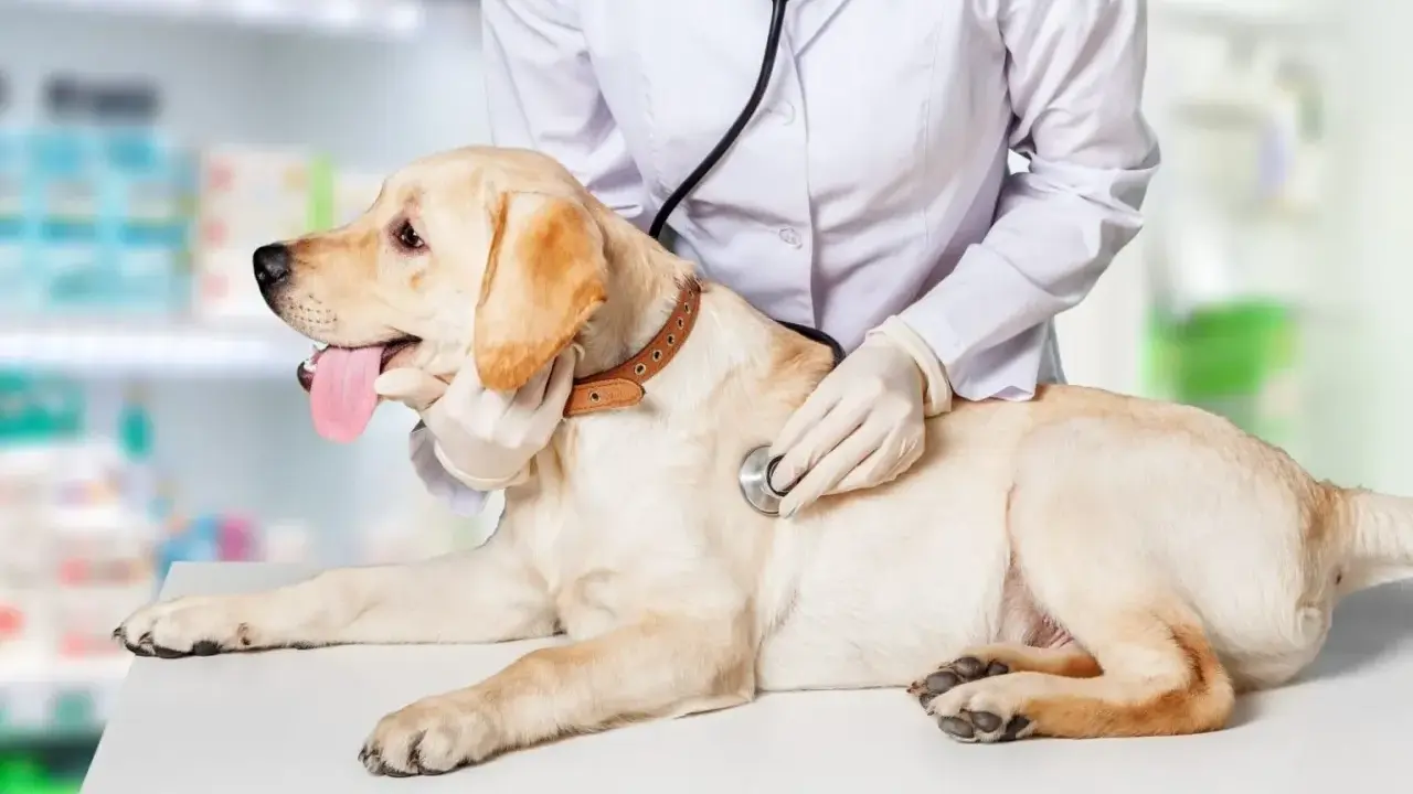 Weterynarz bada labradora, który nie sika od 24 godzin. Pies leży na stole, a lekarz osłuchuje go stetoskopem.