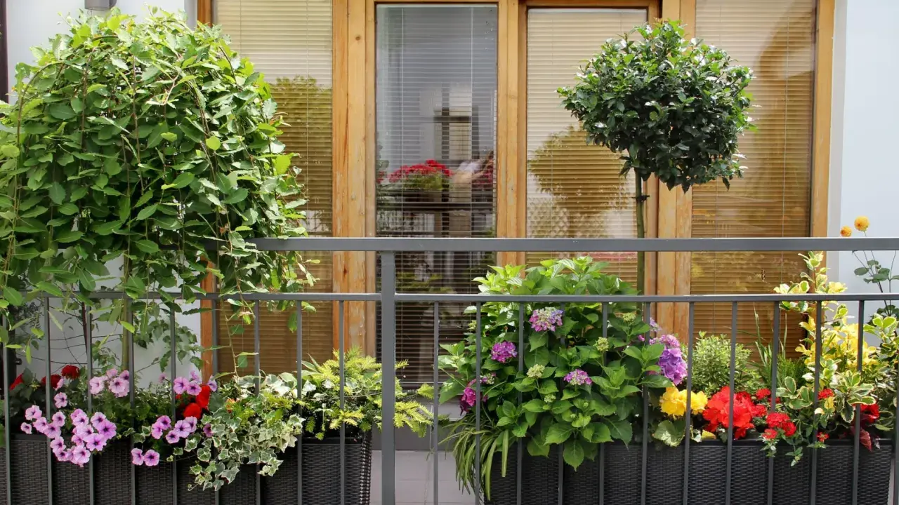 Kwiaty i drzewka na balkonie to świetny sposób, jak osłonić balkon w bloku. Kolorowe pelargonie, hortensje i bluszcz tworzą zieloną ścianę.