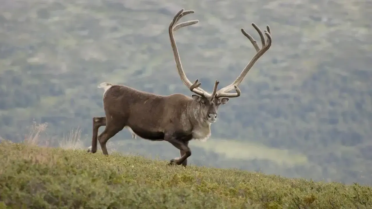 En majestätisk ren med imponerande horn vandrar över en grönskande sluttning. Undrar vad heter ren ungen?