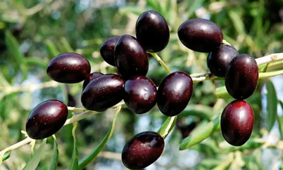 Racimo de aceitunas oscuras, listas para ser recolectadas. Podrían ser de variedad empeltre o arbequina, perfectas para un aceite de calidad.