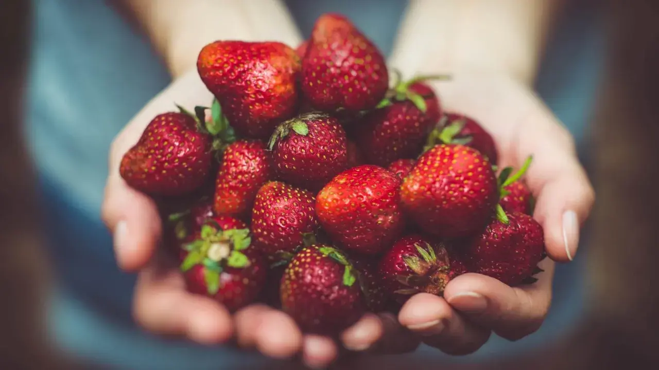 Hände halten eine Fülle saftiger Erdbeeren. Sind Erdbeeren gut zum Abnehmen? Ja, sie sind kalorienarm und voller Vitamine!