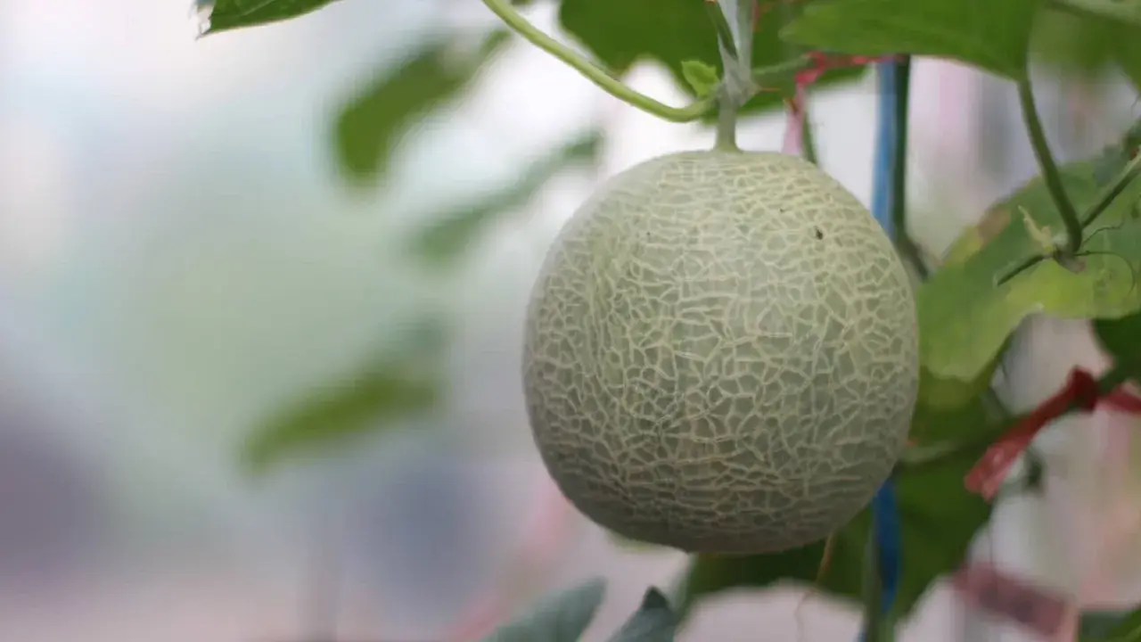 Un melon vert, encore jeune, pend à sa tige. Son origine est une culture soignée, promettant une saveur exquise.