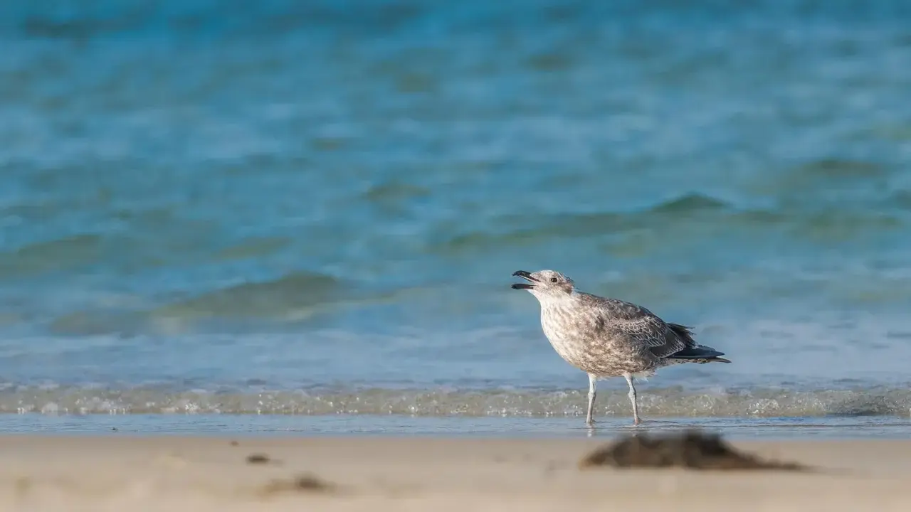 Młoda mewa stoi na brzegu plaży, wpatrując się w fale Bałtyku.