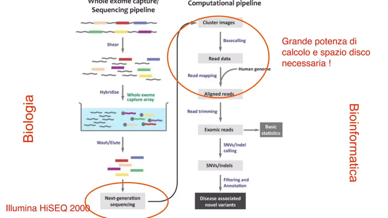 La pipeline di sequenziamento dell'esoma, con esoma cos'è, mostra i passaggi biologici e bioinformatici per analizzare il DNA.
